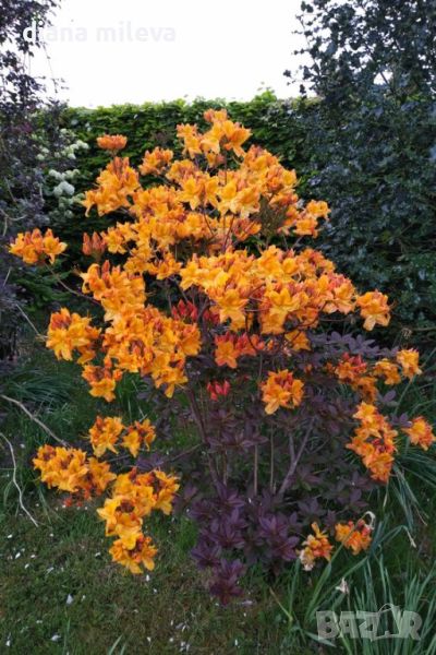 Рододендрон Клондайк, Rhododendron Klondyke, снимка 1