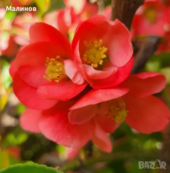 Японска дюля, декоративна дюля, снимка 1