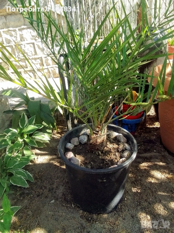 Големи Финикови палми , снимка 1