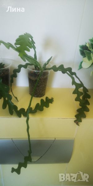 Епифилум ангулигер /Epiphyllum anguliger/, снимка 1