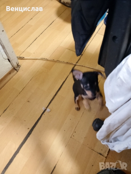 Женско на 60 дена, снимка 1