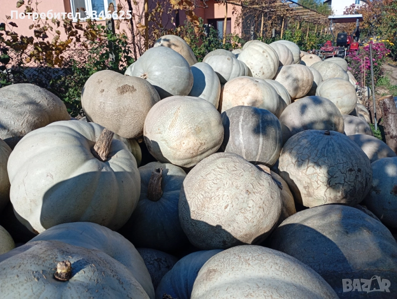 Бяла тиква кестен, снимка 1