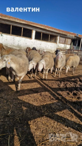 Овце млечно направлиние, снимка 4 - Овце - 52627689