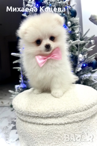 Мини Померани 