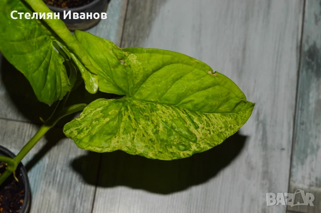 Сингониум 'Мохито' (Synonium 'Mojito'), снимка 4 - Стайни растения - 47568011