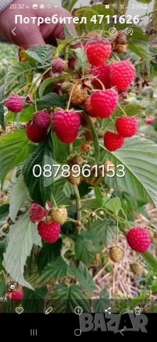 Разсад ягоди и малини , снимка 9 - Разсади - 53290171