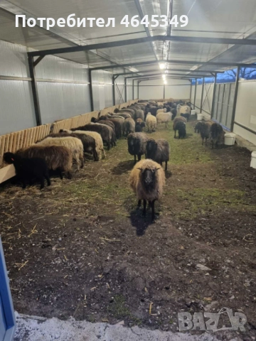 Овцеферма с абсолютно всички разрешителни, снимка 2 - Парцели - 52341172