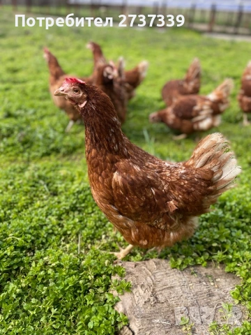 Кокошки ломан браун носачки