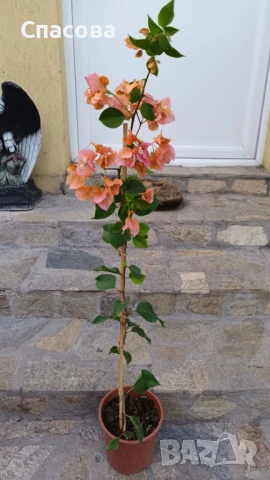 Бугенвилия розово-оранжева, снимка 1