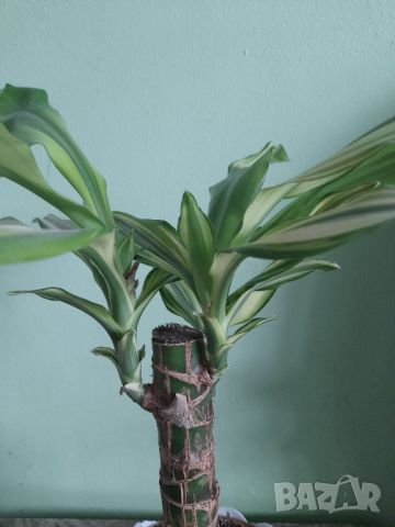 Драцена Фрагранс , снимка 7 - Стайни растения - 46197583