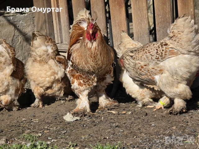 Продавам разплодни яйца от Златно дантелен брама [Buff laced Brahma]