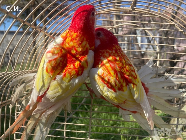 Розели рубино 