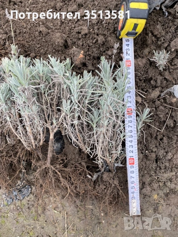 Разсад лавандула, снимка 7 - Разсади - 39900461