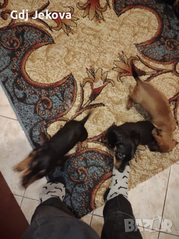 Дакелчета, снимка 7 - Дакели - 52487664