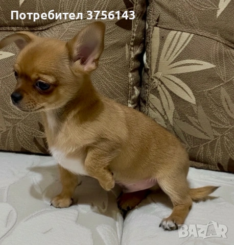 Мини Чихуахуа Момче Уникат