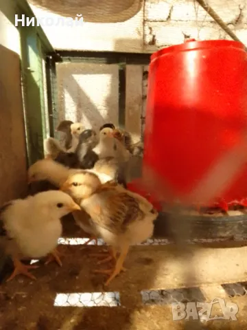 пилета и подрастващи , снимка 4 - други­ - 47081230