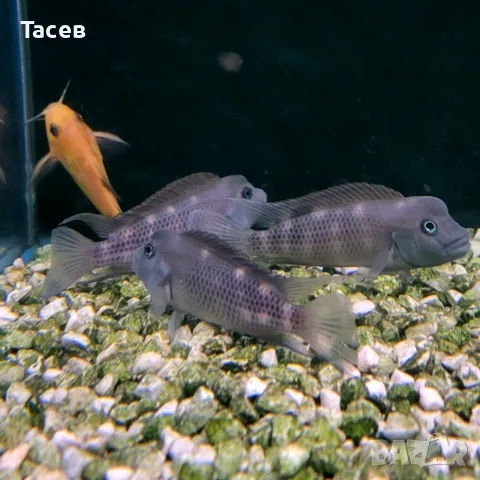 Steatucranus cazuaris 5-7см