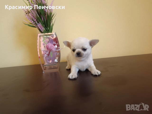 момче чихуахуа 