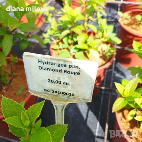 Хортензия Червен Диамант, Hydrangea paniculata Diamond Rouge, за супер слънце, снимка 8 - Градински цветя и растения - 46062315