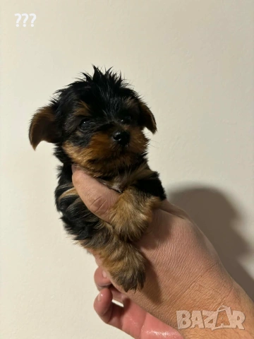 йоркширски териер 