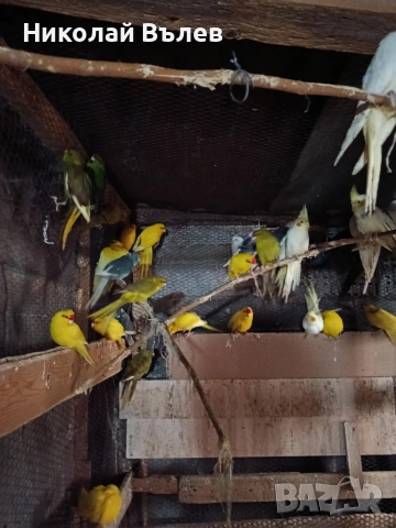 Какарикита , снимка 2 - Папагали - 52822909