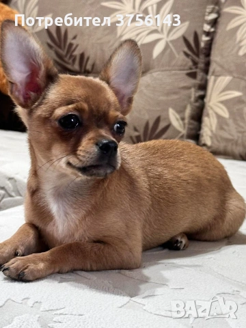 Топ Мъжко Чихуахуа Шоколадово, снимка 6 - Чихуахуа - 53638449