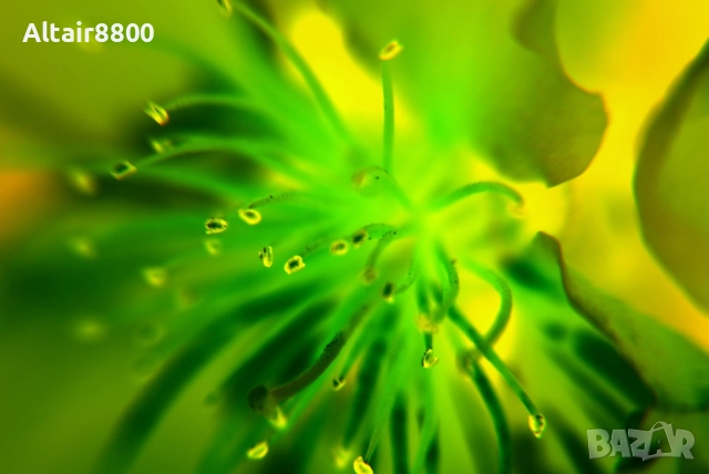 Sigma 18-200mm f/3.5-6.3 DC OS EF-S обектив Канон, снимка 7 - Обективи и филтри - 51762437