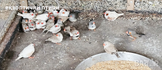 Свободни 200бр Амадини, снимка 5 - Амадини - 54013048