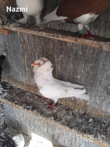 гълъби капуцини 