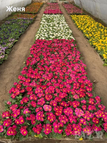 Иглика ( примула ) ТОП ЦЕНА, снимка 17 - Градински цветя и растения - 53356989