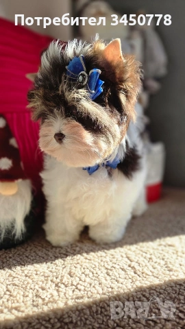 мини йоркшир момче, снимка 13 - Йоркширски териер - 53006502