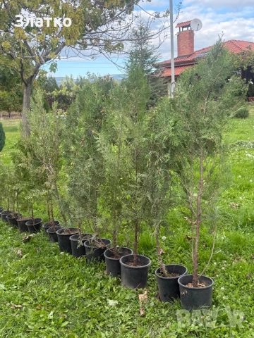 Туя Брабант, снимка 5 - Градински цветя и растения - 52099802