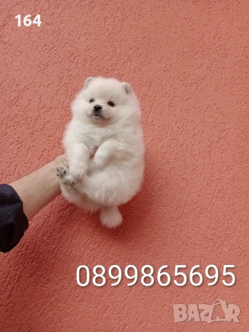 Женски Померани. Снимки от 18.02.26 г. 