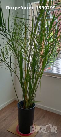 Финикова палма със саксия - 240см.!, снимка 1 - Градински цветя и растения - 46085444