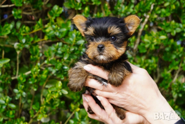 Йоркширски териер 