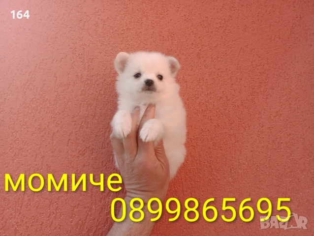 Мини Шпиц - Померан. Мъжки и женски кученца. Снимки от 08.03.26 г. , снимка 3 - Померан - 53761327