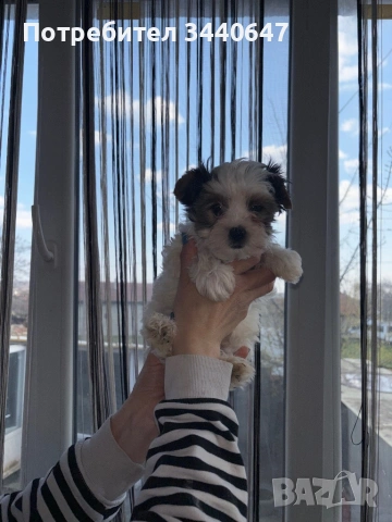 Женско и мъжко Бивър йорки, снимка 10 - Йоркширски териер - 53825786