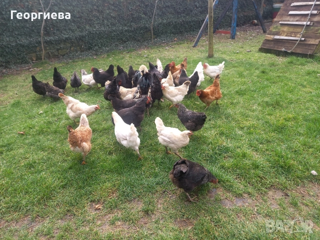 Кокошки , снимка 3 - Кокошки и пуйки - 53475676