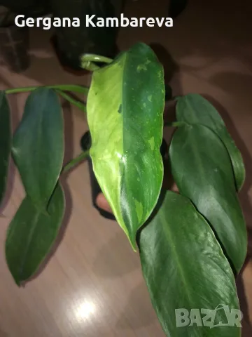 Philodendron Jose Buono , снимка 2 - Стайни растения - 48082623