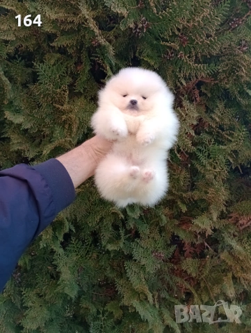 Бели Померани. Реални снимки !!!, снимка 11 - Померан - 53793098