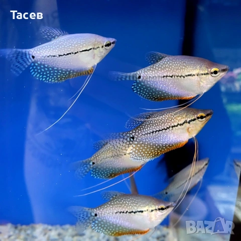 Трихогастер леери 5см