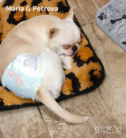 Мъжко чихуахуа, снимка 8 - Чихуахуа - 53783346