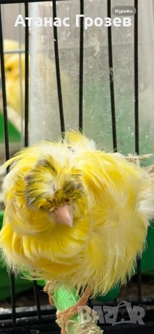 Продавам канари, снимка 10 - Канари - 53570041