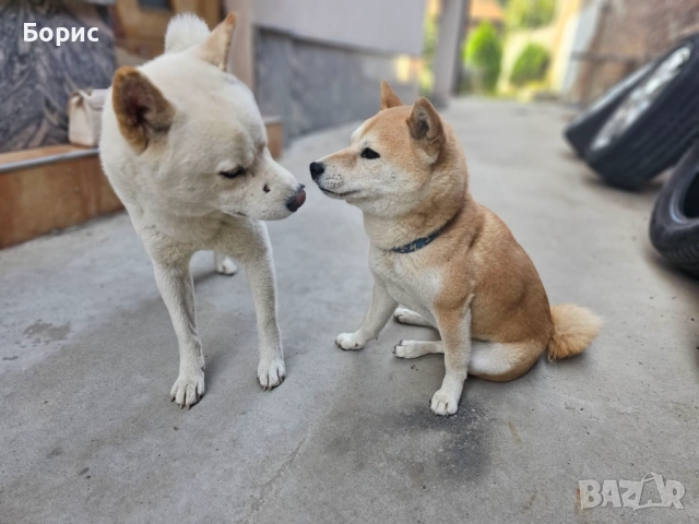 2 бр. Шиба Ину с родословие, снимка 7 - Шиба ину - 52678037