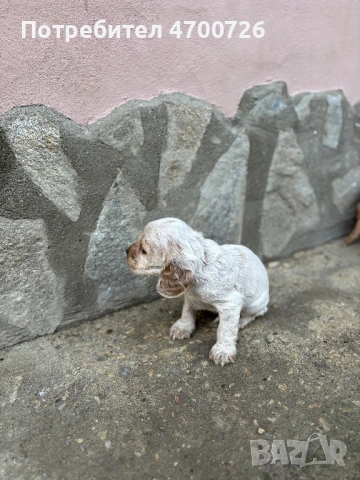 Кокер шпаньол - чистокръвни , снимка 5 - Кокер шпаньол - 53041639