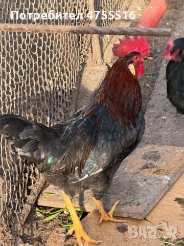 Продавам петли за месо и разплод , снимка 4 - Кокошки и пуйки - 53714758