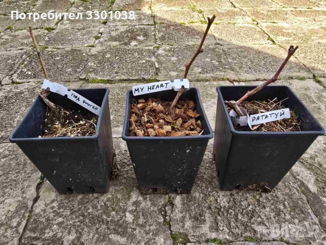 Вкоренени лози от различни бутикови сортове