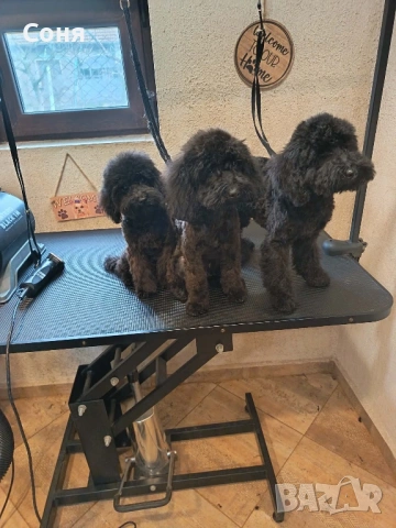 Мини пуделчета, снимка 6 - Пудели - 52762580