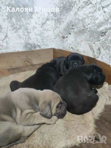 Кане Корсо Puppy