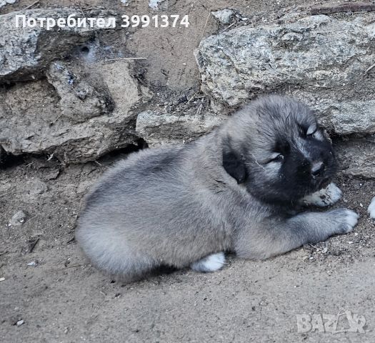 Продавам мъжко чистокръвно куче кавказка, на 1 месец, снимка 1 - За кучета - 46366668
